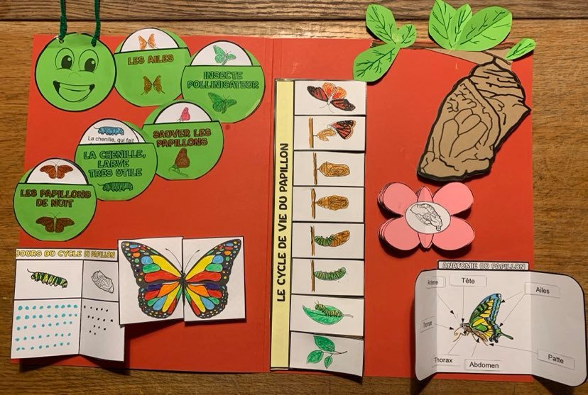 Lapbook sur le papillon (cycle + infos) - Sciences CE1, CE2, CM1, CM2