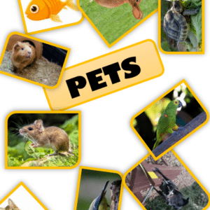 Jeu anglais - PETS